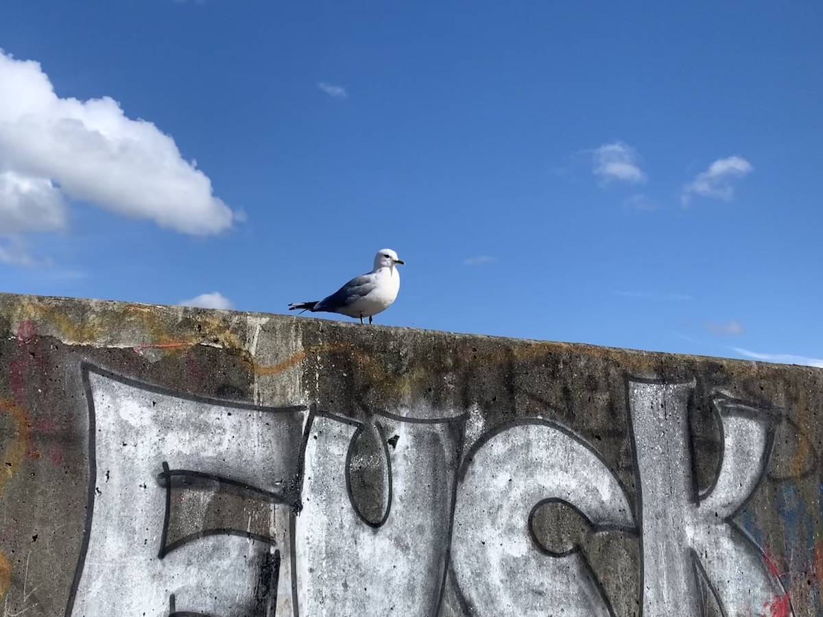 一只海鸥昂首挺胸地站在石堤的“Fuck”涂鸦之上