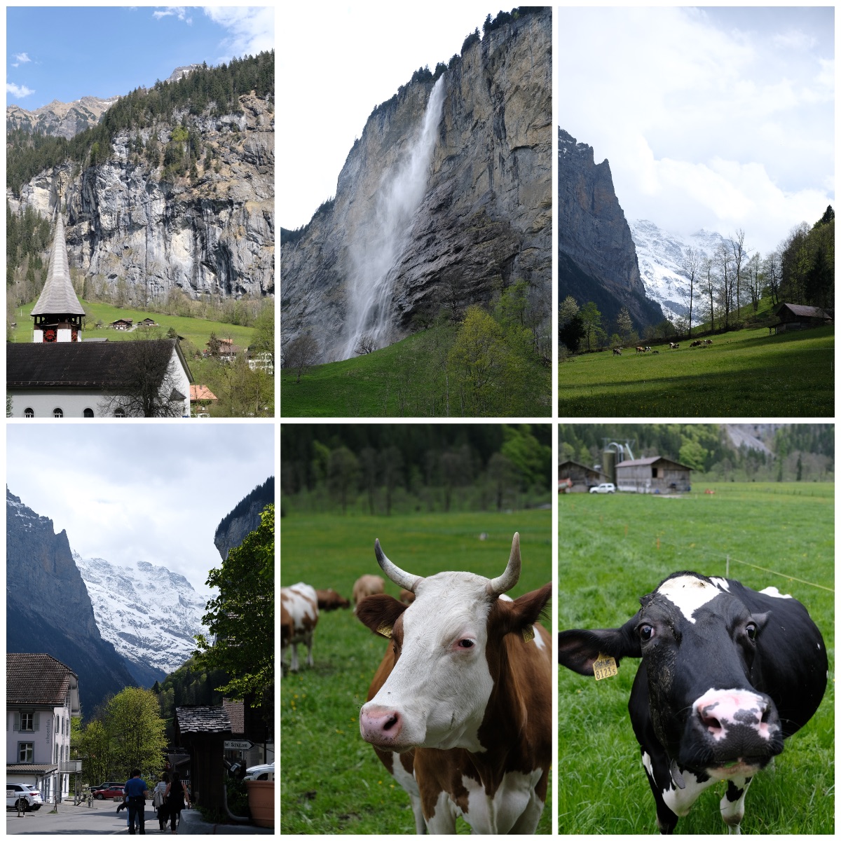 六张图片的拼图，从不同角度展示了作为小镇背景的雪山、小镇两边的山崖和山崖上的瀑布、在草地上修建的村屋。中下和右下是两张牛伸向镜头的特写。